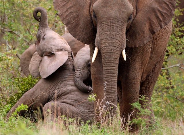 South Africa elephant park accused of ‘horrific’ cruelty