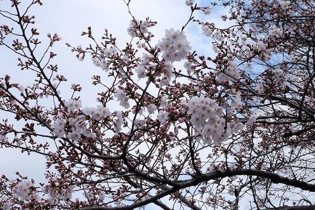 8 lokasi terbaik untuk menikmati indahnya bunga sakura di Jepang tahun ini