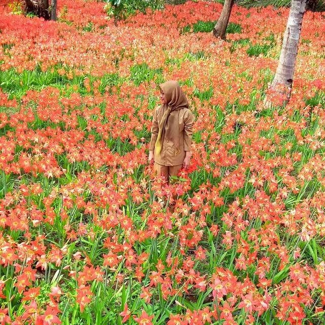 KEBUN BUNGA AMARILLYS YOGYAKARTA. Seorang pengunjung berdiri di tengah kebun bunga Amaryllys Yogyakarta. Kebun itu kini sudah rusak, tanamannya terinjak-injak. Foto diambil dari facebook.com/
JogjaFamily Radio 100.9 FM  