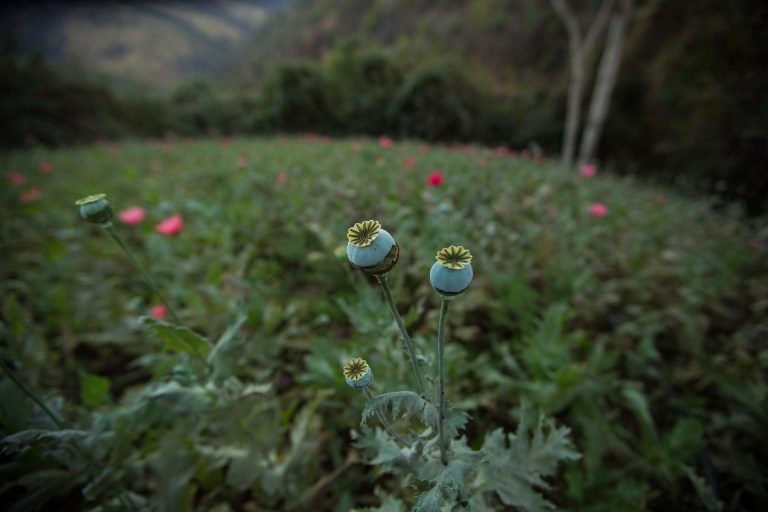 Mexico debates legalizing opium poppy for medicine
