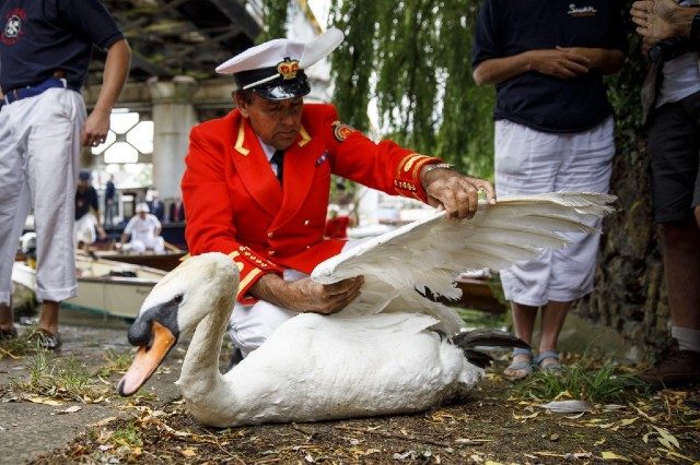 United Kingdom royal swan census canceled due to coronavirus – reports