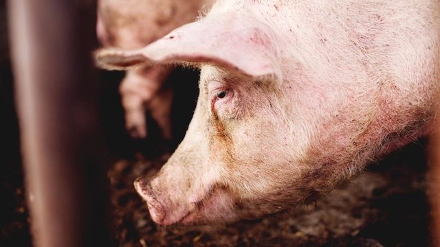 ASF kills nearly 30,000 pigs in Indonesia