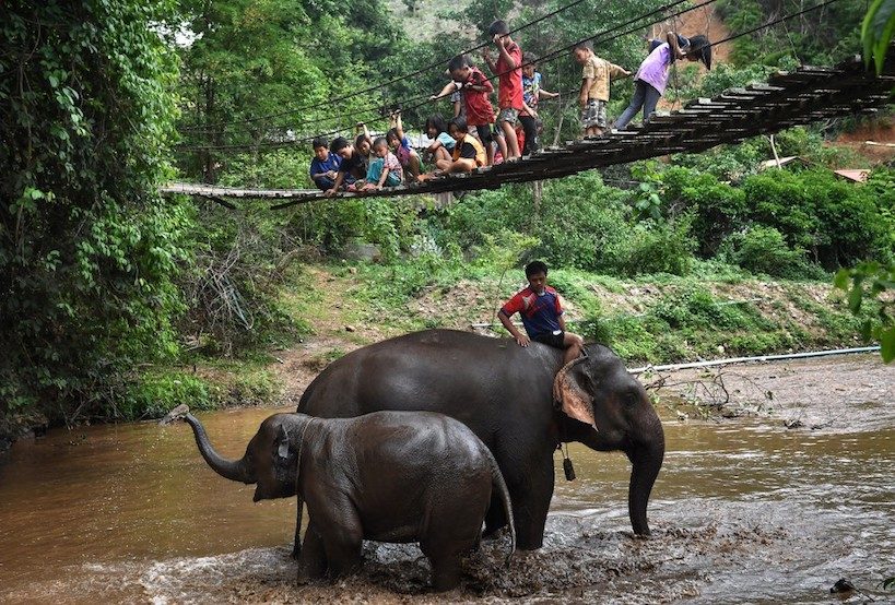 Thai elephants’ mass migration to village brings new stress