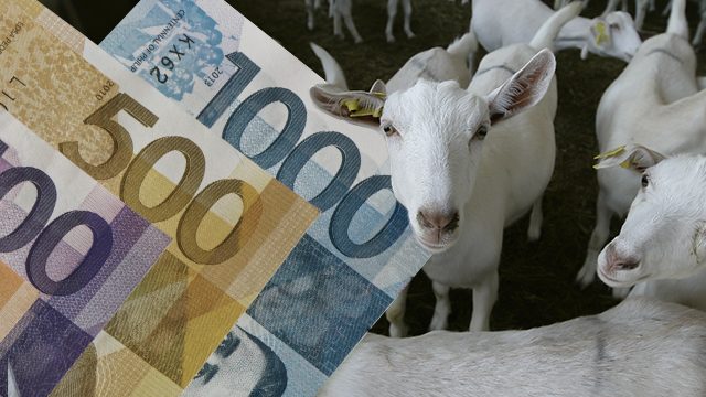 Milked dry? COA calls for probe into Nabcor’s P100-million dairy goat project