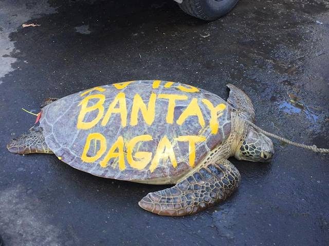 Environmentalists, netizens outraged by defaced sea turtle in Negros