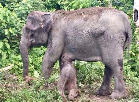 SAKSIKAN: Lucunya bayi gajah yang lahir di Aceh Selatan