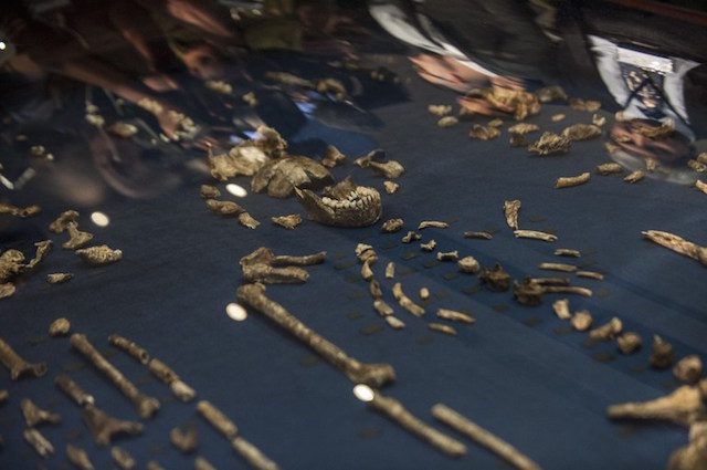 TEMUAN BERSEJARAH. Tulang belulang Homo naledi, nenek moyang manusia dipajang di Maropeng, 10 September 2015. Foto oleh Stefan Heunis/AFP 