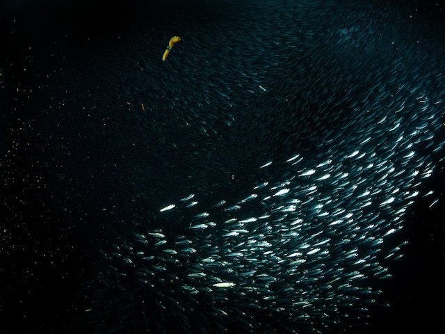 MILLIONS OF SARDINES. Moalboalâs millions-strong sardine schools sustain many kinds of
animals, like tuna, dolphins and even seabirds. To avoid predators, the
tiny fish form complex, flowing shapes. Photo by Danny Ocampo 