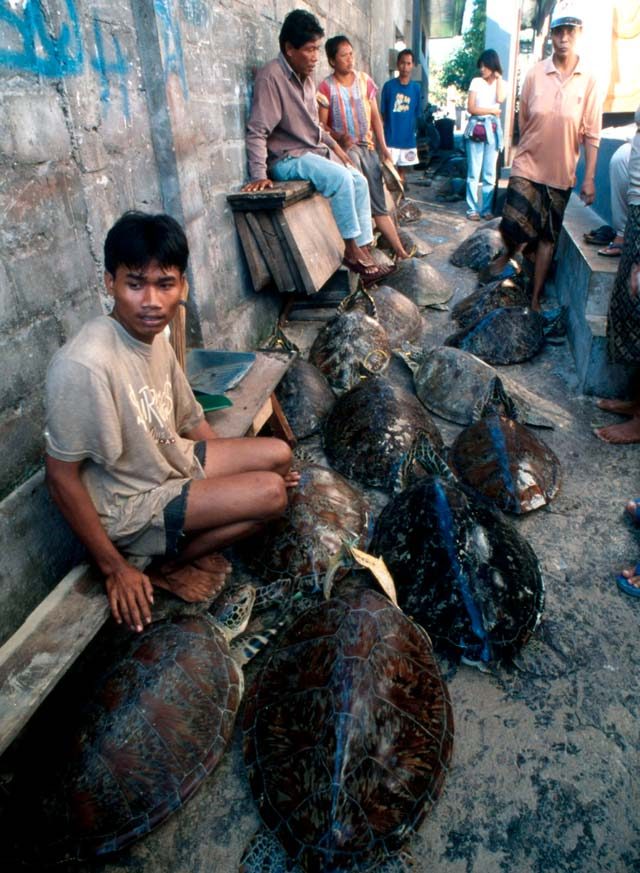 TRADERS. Balinese sea turtle traders depend on the trade. Photo by Jurgen Freund/WWF
