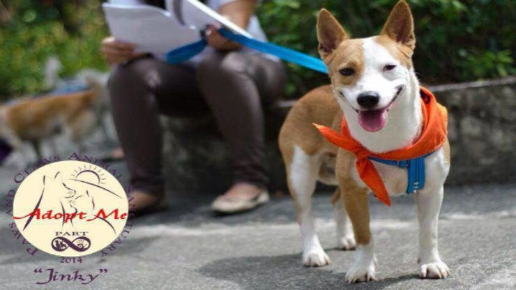 FOREVER HOMES. Animals in sanctuaries are looking for their 'forever homes'. All photos from Philippine Animal Rescue Team