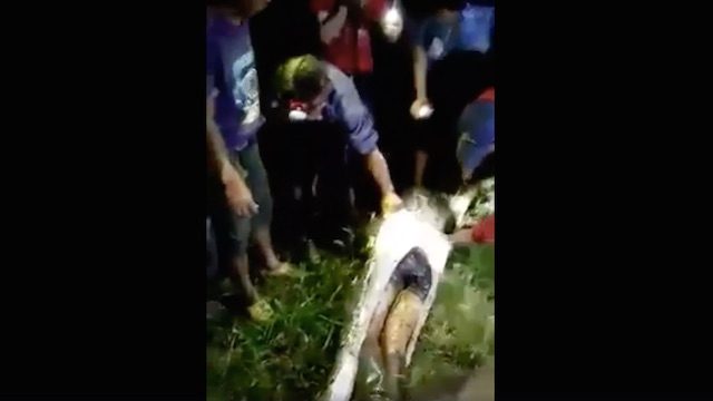 WATCH: Villagers cut python belly and discover missing man’s body in Indonesia
