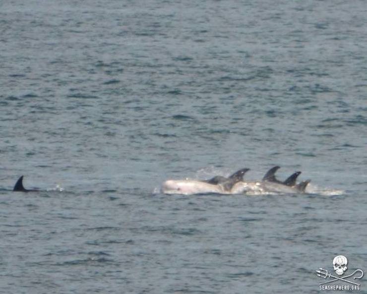 Dolphin slaughter season starts in Japan