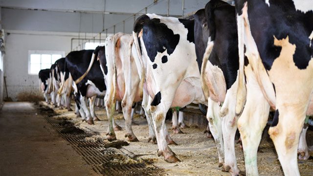 Planet-warming methane from livestock underestimated – study