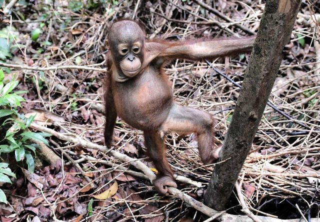 Jungle school helps rescued orangutans return to wild