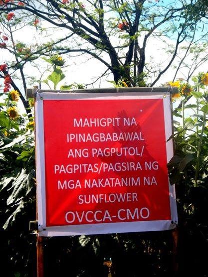 PROHIBITED. The UP Campus Maintenance Office asks people to not uproot the Sunflowers in a tarp displayed in 2013. Photo from Ferdie Llanes