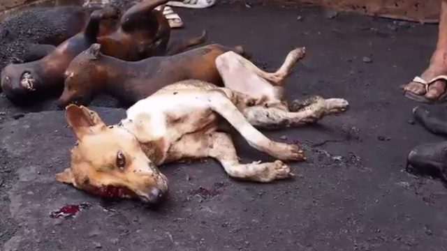 Clubbed to death, blowtorched: Indonesia’s dog-eating culture