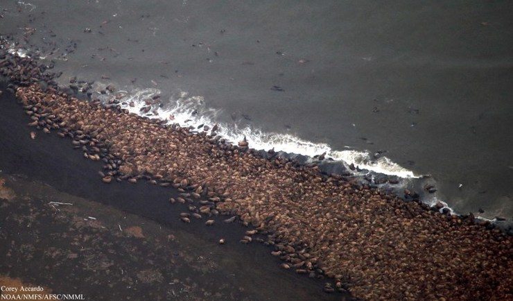 35,000 walruses mass on Alaska beach ‘due to climate change’