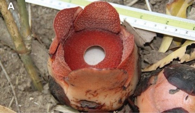 Smallest among giants: New Rafflesia species discovered in PH