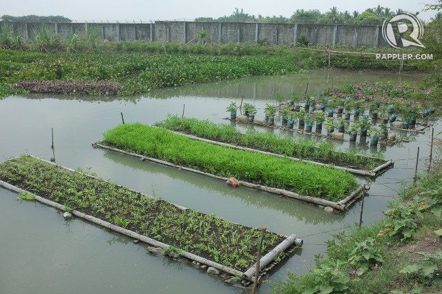 FLOATING FARM. These floating vegetable gardens are made of bamboo and empty plastic bottles as floaters 