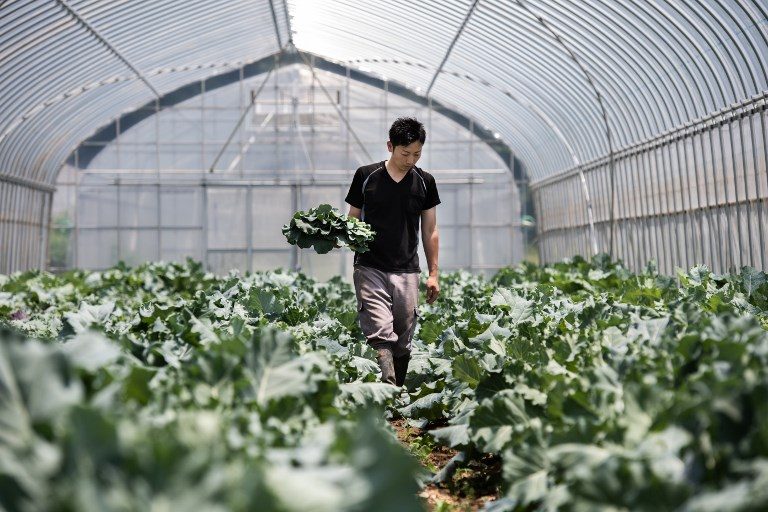 Lonely furrow: Little pay dirt for organic farming in Japan