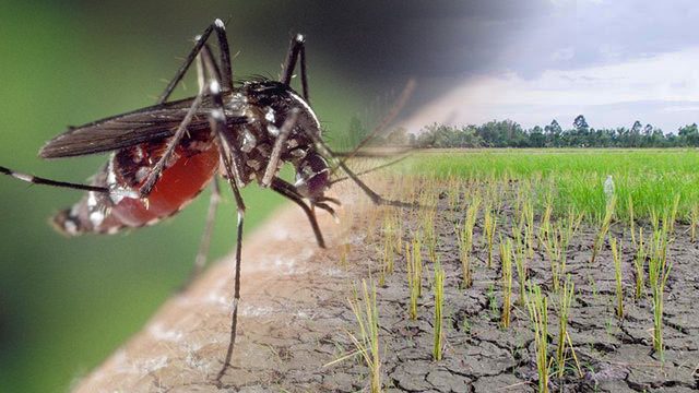 Dengue cases to rise in 2016 due to El Niño – DOH