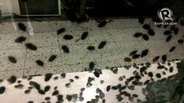 Black rice bugs attack Palaro