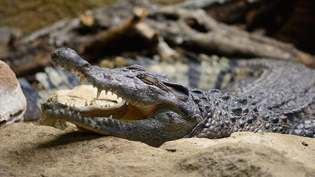 Crocodile snatches child in Palawan