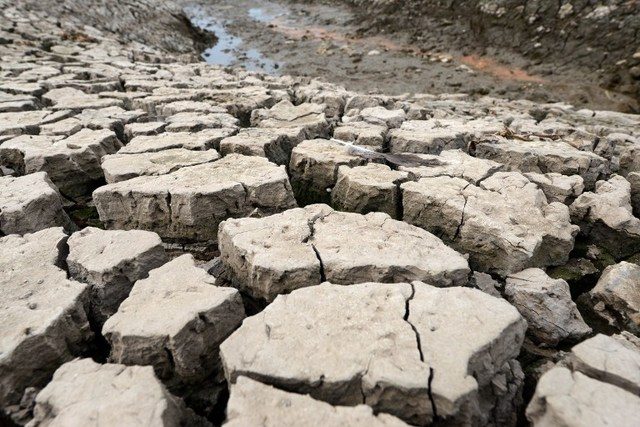 Negros Occidental drought damages P143M worth of crops, livestocks