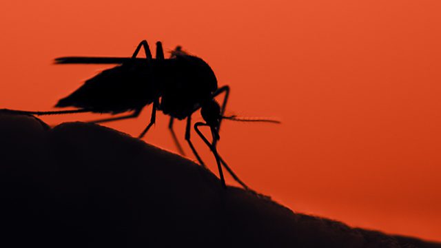 DOH warns vs mosquito bites after 9 deaths from Japanese encephalitis