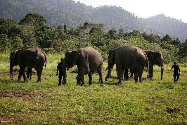 Critically endangered Sumatran elephant gives birth