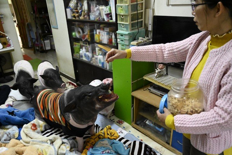 Bring home the bacon: the Taiwanese woman living with 4 pet pigs