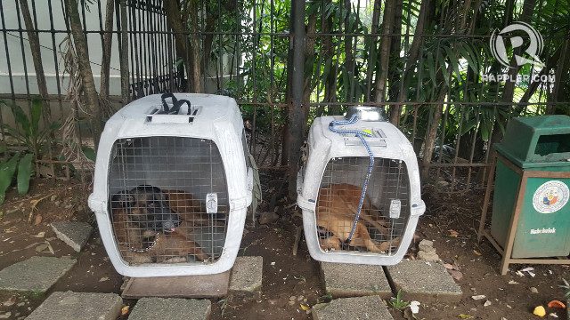 OLD AND NEW. Dindo and younger dog Coleen in their cages in Malacañang. Photo by Pia Ranada/Rappler 