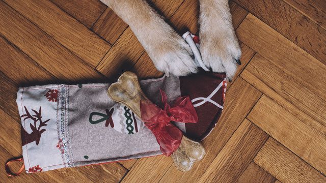 9 Christmas gifts ideas for the dog lovers (and dogs) in your life