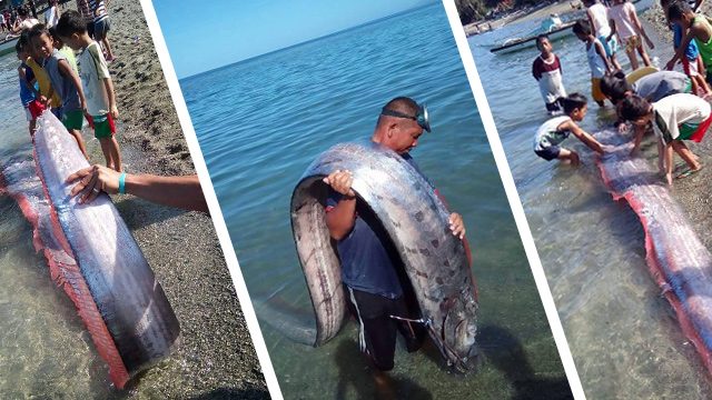VIRAL: Rare fish spotted on Albay beach