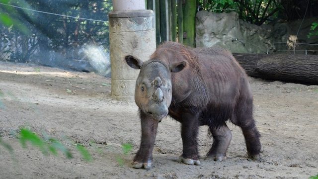 Male rhino arrives in Indonesia to mate with his endangered species
