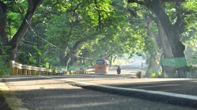 Cebuanos launch campaign to save centuries-old roadside trees from gov’t project