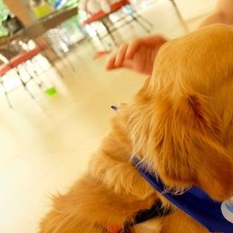 Pets for mental wellness: How dogs play a role in healing, therapy