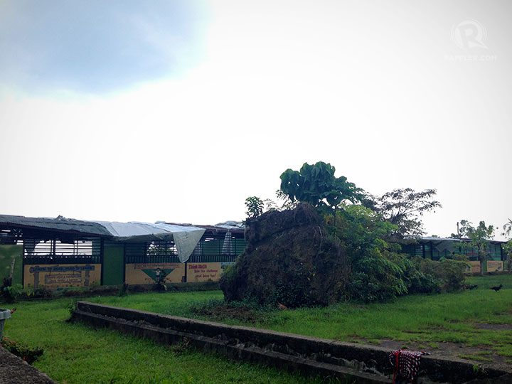 FALLEN TREE. The strong winds of Yolanda toppled a tree and ripped off the roof of a building in Dagami South Central School. 