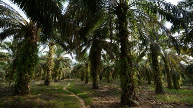 Malaysian investors eye more palm oil plantations in PH