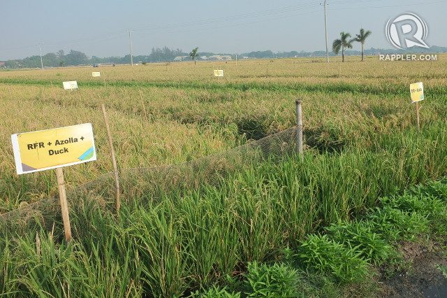 UNVEILING VARIETIES. The FutureRice farm demonstrates the proper growing of different rice varieties which farmers can choose from 