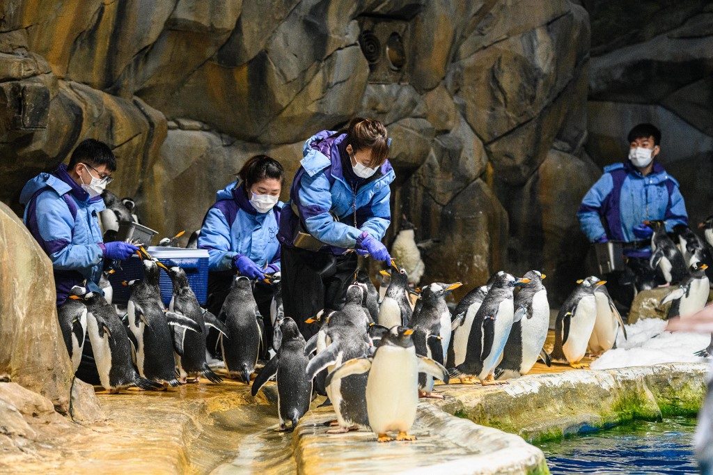 Hong Kong penguins chill during pandemic while carers work overtime
