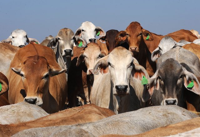 Indonesia slashes cattle imports from Australia