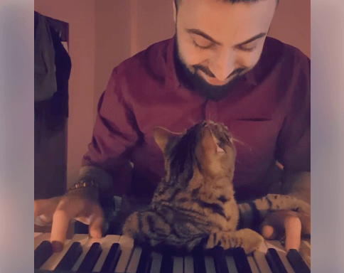VIRAL: Duet pianis dengan kucingnya