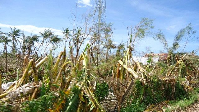Gov’t aid pledged for Typhoon Yolanda farmers