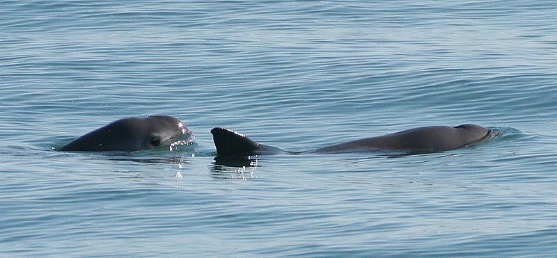 Not yet gone: Scientists spot 6 near-extinct porpoises