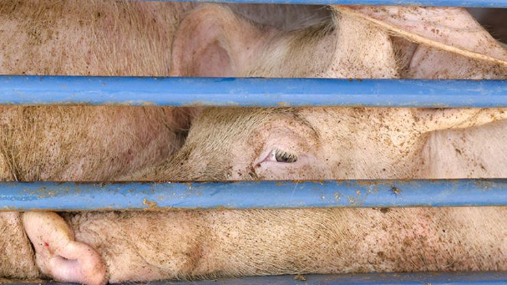 Philippines bans hog imports from China