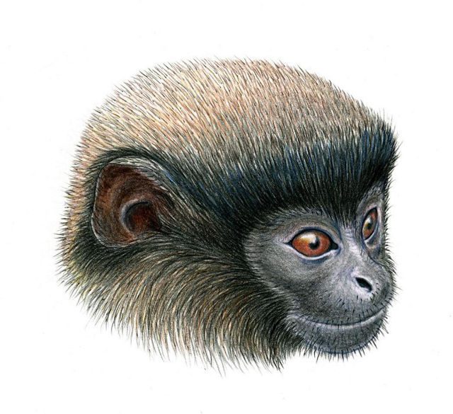 It’s a titi! New monkey species found in Peru
