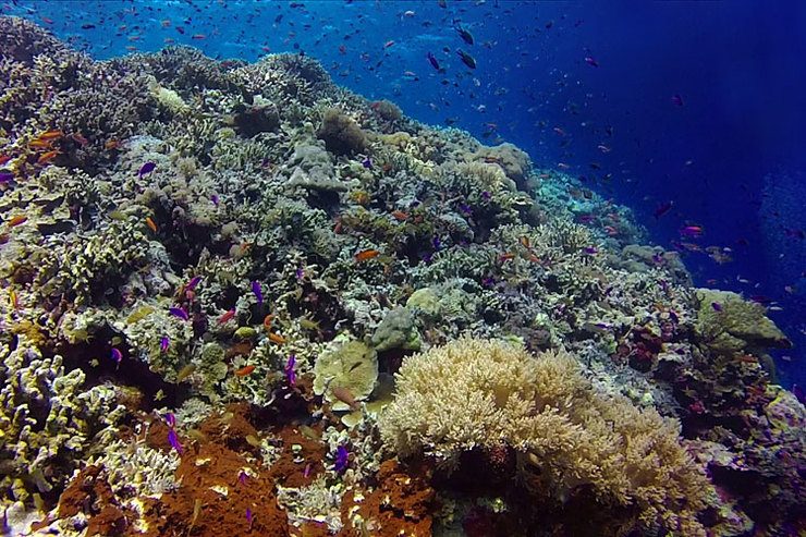 CORALS EVERYWHERE. The Philippines hosts 27,000 square kilometers of coral reefs. Overfishing, coastal development and pollution, 40% of Philippine reefs are in poor condition, with just 1% rated excellent. Photo by WWF