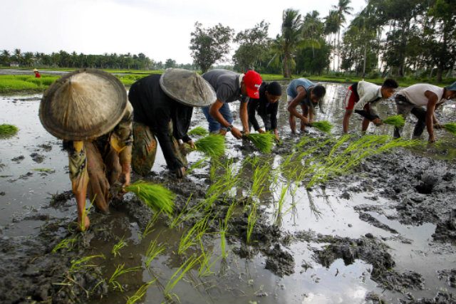 Central Mindanao farmers catch planting season with UN FAO assistance