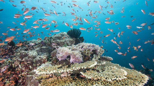 Global marine populations slashed by half since 1970: WWF